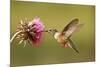 Broad-Tailed Hummingbird Female (Selasphorus Platycercus)-Donyanedomam-Mounted Photographic Print