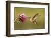 Broad-Tailed Hummingbird Female (Selasphorus Platycercus)-Donyanedomam-Framed Photographic Print