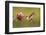 Broad-Tailed Hummingbird Female (Selasphorus Platycercus)-Donyanedomam-Framed Photographic Print