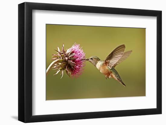 Broad-Tailed Hummingbird Female (Selasphorus Platycercus)-Donyanedomam-Framed Photographic Print