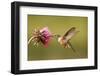 Broad-Tailed Hummingbird Female (Selasphorus Platycercus)-Donyanedomam-Framed Photographic Print