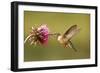 Broad-Tailed Hummingbird Female (Selasphorus Platycercus)-Donyanedomam-Framed Photographic Print