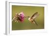 Broad-Tailed Hummingbird Female (Selasphorus Platycercus)-Donyanedomam-Framed Photographic Print