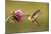 Broad-Tailed Hummingbird Female (Selasphorus Platycercus)-Donyanedomam-Mounted Photographic Print