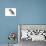 Broad-Tailed Hummingbird (Selasphorus Platycercus), Birds-Encyclopaedia Britannica-Poster displayed on a wall