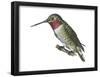 Broad-Tailed Hummingbird (Selasphorus Platycercus), Birds-Encyclopaedia Britannica-Framed Poster