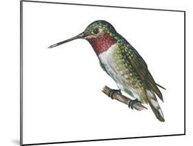 Broad-Tailed Hummingbird (Selasphorus Platycercus), Birds-Encyclopaedia Britannica-Mounted Poster