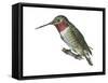 Broad-Tailed Hummingbird (Selasphorus Platycercus), Birds-Encyclopaedia Britannica-Framed Stretched Canvas