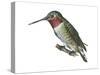 Broad-Tailed Hummingbird (Selasphorus Platycercus), Birds-Encyclopaedia Britannica-Stretched Canvas