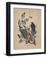 Broad-Winged Buzzard, 1840-John James Audubon-Framed Premium Giclee Print