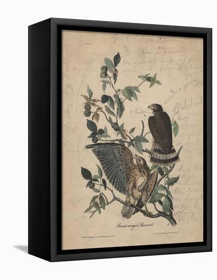 Broad-Winged Buzzard, 1840-John James Audubon-Framed Stretched Canvas