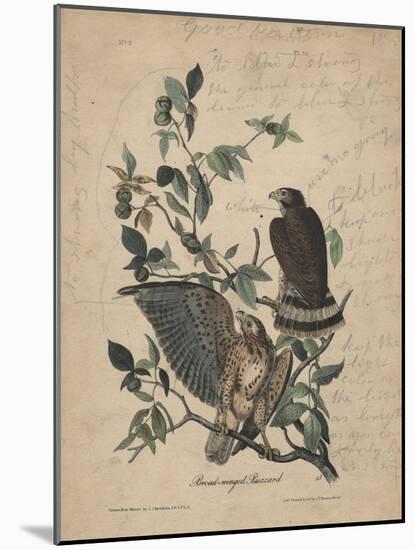 Broad-Winged Buzzard, 1840-John James Audubon-Mounted Giclee Print