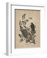 Broad-Winged Buzzard, 1840-John James Audubon-Framed Giclee Print