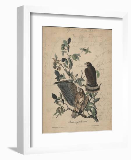 Broad-Winged Buzzard, 1840-John James Audubon-Framed Giclee Print