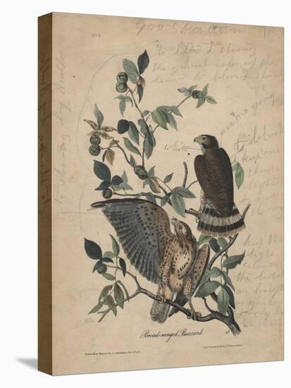 Broad-Winged Buzzard, 1840-John James Audubon-Stretched Canvas
