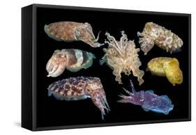 Broadclub cuttlefish composite showing variation, Indonesia-Georgette Douwma-Framed Stretched Canvas