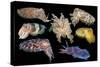 Broadclub cuttlefish composite showing variation, Indonesia-Georgette Douwma-Stretched Canvas