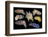 Broadclub cuttlefish composite showing variation, Indonesia-Georgette Douwma-Framed Photographic Print