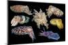 Broadclub cuttlefish composite showing variation, Indonesia-Georgette Douwma-Mounted Photographic Print