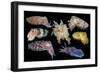 Broadclub cuttlefish composite showing variation, Indonesia-Georgette Douwma-Framed Photographic Print