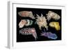 Broadclub cuttlefish composite showing variation, Indonesia-Georgette Douwma-Framed Photographic Print