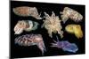 Broadclub cuttlefish composite showing variation, Indonesia-Georgette Douwma-Mounted Photographic Print