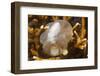 Broadclub Cuttlefish Embreyo-Hal Beral-Framed Photographic Print