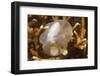 Broadclub Cuttlefish Embreyo-Hal Beral-Framed Photographic Print