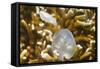 Broadclub Cuttlefish Hatching-Hal Beral-Framed Stretched Canvas