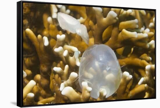 Broadclub Cuttlefish Hatching-Hal Beral-Framed Stretched Canvas