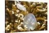 Broadclub Cuttlefish Hatching-Hal Beral-Stretched Canvas