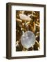 Broadclub Cuttlefish Hatching-Hal Beral-Framed Photographic Print