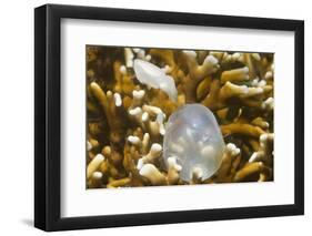 Broadclub Cuttlefish Hatching-Hal Beral-Framed Photographic Print
