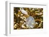 Broadclub Cuttlefish Hatching-Hal Beral-Framed Photographic Print