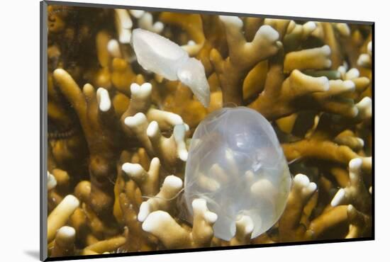 Broadclub Cuttlefish Hatching-Hal Beral-Mounted Photographic Print