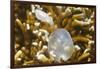 Broadclub Cuttlefish Hatching-Hal Beral-Framed Photographic Print