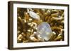 Broadclub Cuttlefish Hatching-Hal Beral-Framed Photographic Print