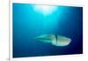 Broadclub cuttlefish, Komodo National Park, Indonesia-Inaki Relanzon-Framed Photographic Print