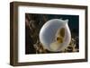 Broadclub cuttlefish (Sepia latimanus) in translucent egg casing on the reef, Philippines, Asia-David Fleetham-Framed Photographic Print