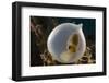 Broadclub cuttlefish (Sepia latimanus) in translucent egg casing on the reef, Philippines, Asia-David Fleetham-Framed Photographic Print