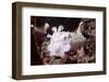 Broadclub Cuttlefish with Tenacles Raised-Hal Beral-Framed Photographic Print