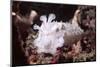 Broadclub Cuttlefish with Tenacles Raised-Hal Beral-Mounted Photographic Print