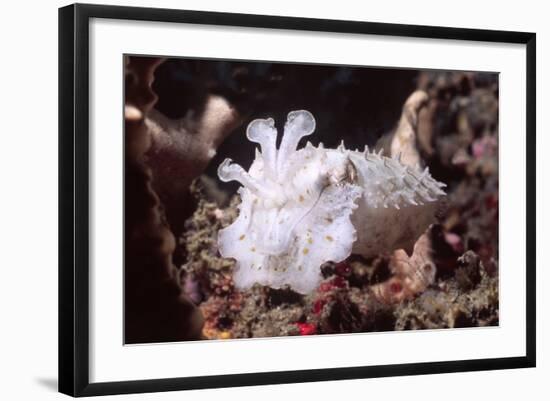 Broadclub Cuttlefish with Tenacles Raised-Hal Beral-Framed Photographic Print