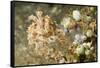 Broadclub Cuttlefish with Tunicates-Hal Beral-Framed Stretched Canvas