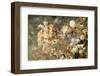 Broadclub Cuttlefish with Tunicates-Hal Beral-Framed Photographic Print