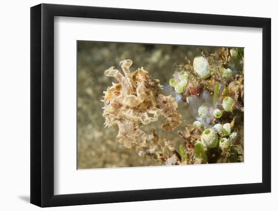 Broadclub Cuttlefish with Tunicates-Hal Beral-Framed Photographic Print