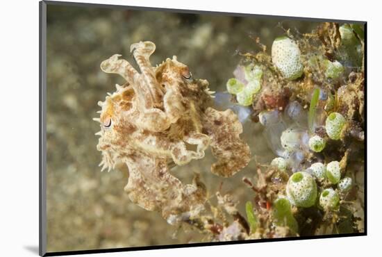 Broadclub Cuttlefish with Tunicates-Hal Beral-Mounted Photographic Print