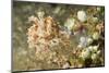 Broadclub Cuttlefish with Tunicates-Hal Beral-Mounted Photographic Print