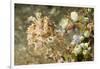 Broadclub Cuttlefish with Tunicates-Hal Beral-Framed Photographic Print