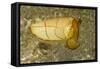 Broadclub Cuttlefish-Hal Beral-Framed Stretched Canvas